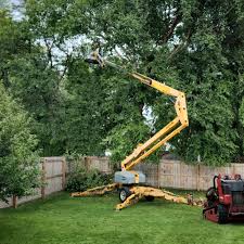 Best Emergency Tree Removal  in Frenchtown, NJ