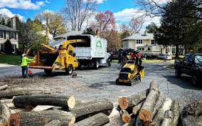 Best Palm Tree Trimming  in Frenchtown, NJ