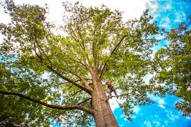 Best Lawn Pest Prevention  in Frenchtown, NJ