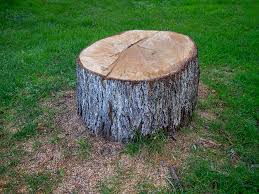 Best Tree Health Inspection  in Frenchtown, NJ