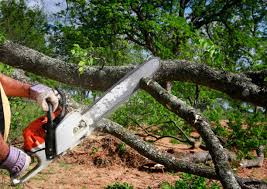 Best Tree Maintenance Programs  in Frenchtown, NJ
