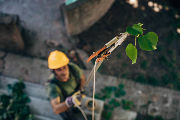Best Fruit Tree Pruning  in Frenchtown, NJ