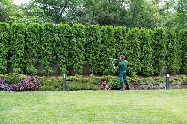 Best Lawn Dethatching  in Frenchtown, NJ