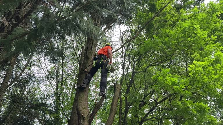 Best Hedge Trimming  in Frenchtown, NJ