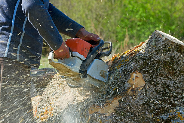 Best Tree and Shrub Care  in Frenchtown, NJ